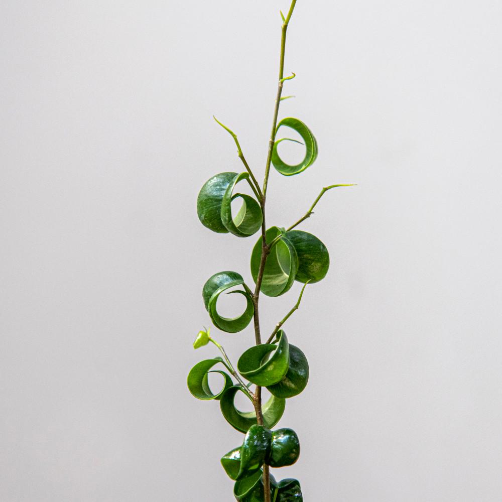 바로크벤자민 고무나무 키우기