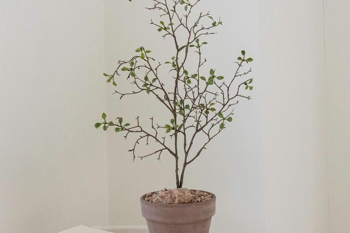 [10%쿠폰]마오리 코로키아 조화 플랜테리어