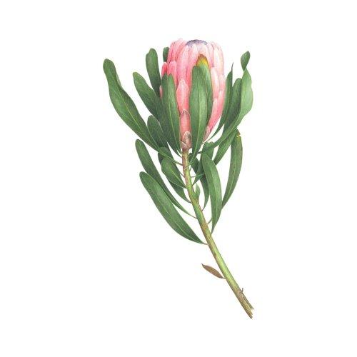 Pink Protea 타투스티커 페어 2매