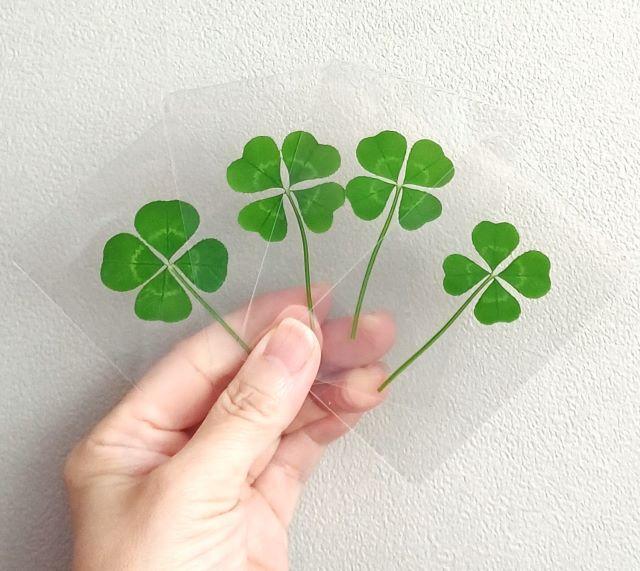 FLC 101-00(진짜네잎클로버코팅카드-일반크기/대빵크기-봉투10가지)-1개