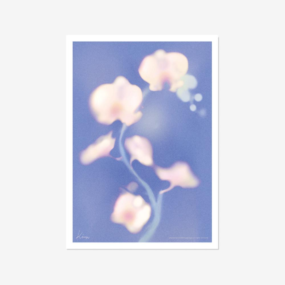 [A3 포스터] Phalaenopsis
