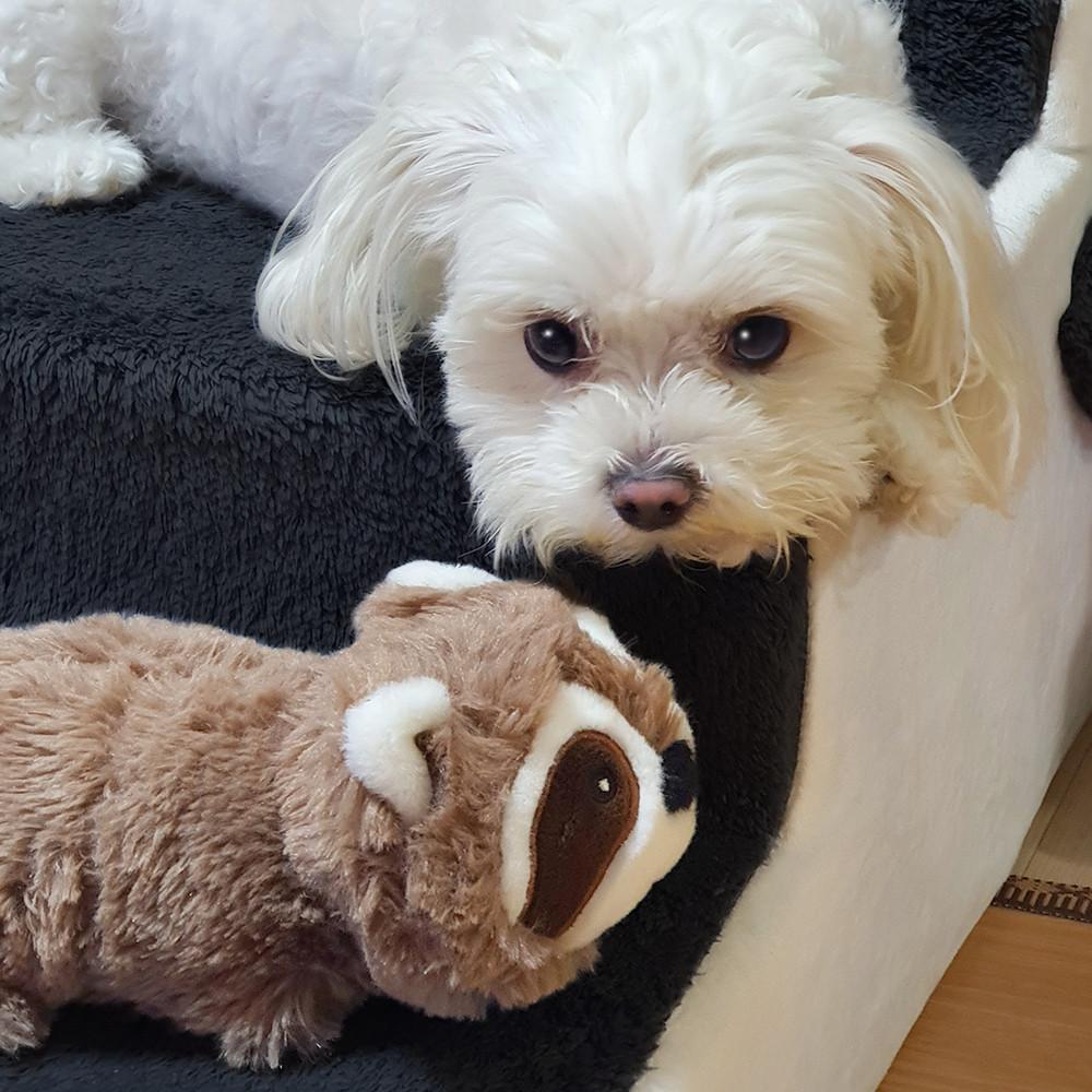 펫케어 춤추는너구리 강아지용 움직이는 로봇 노즈워크 자동 강아지 장난감 PMD-TWA1