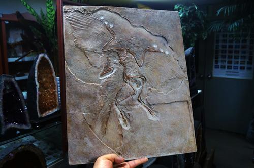 시조새 베를린표본 아르카이옵테릭스(Archaeopteryx Berlin Specimen Replica)-170429-1