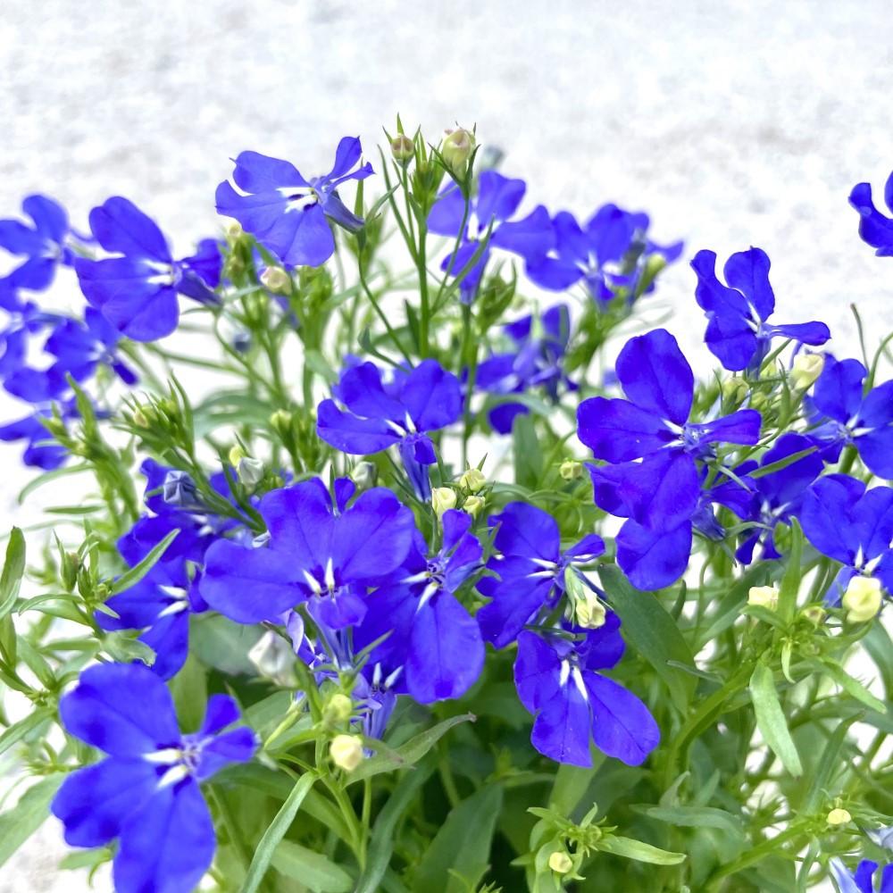 로벨리아 파란꽃 꽃모종 봄꽃 야생화