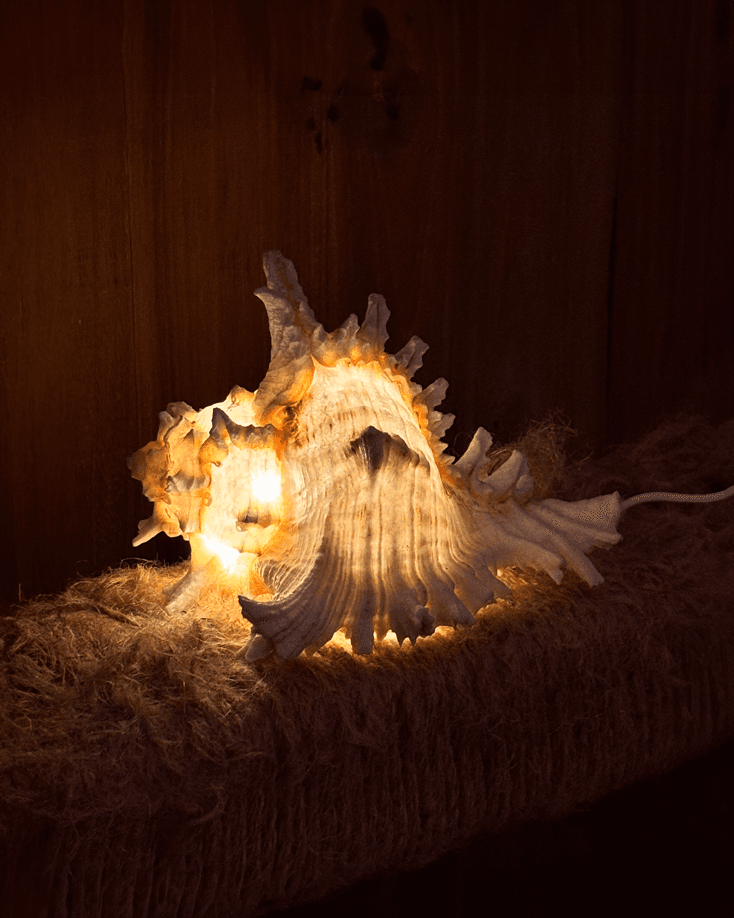 Conch Light 콘치 라이트