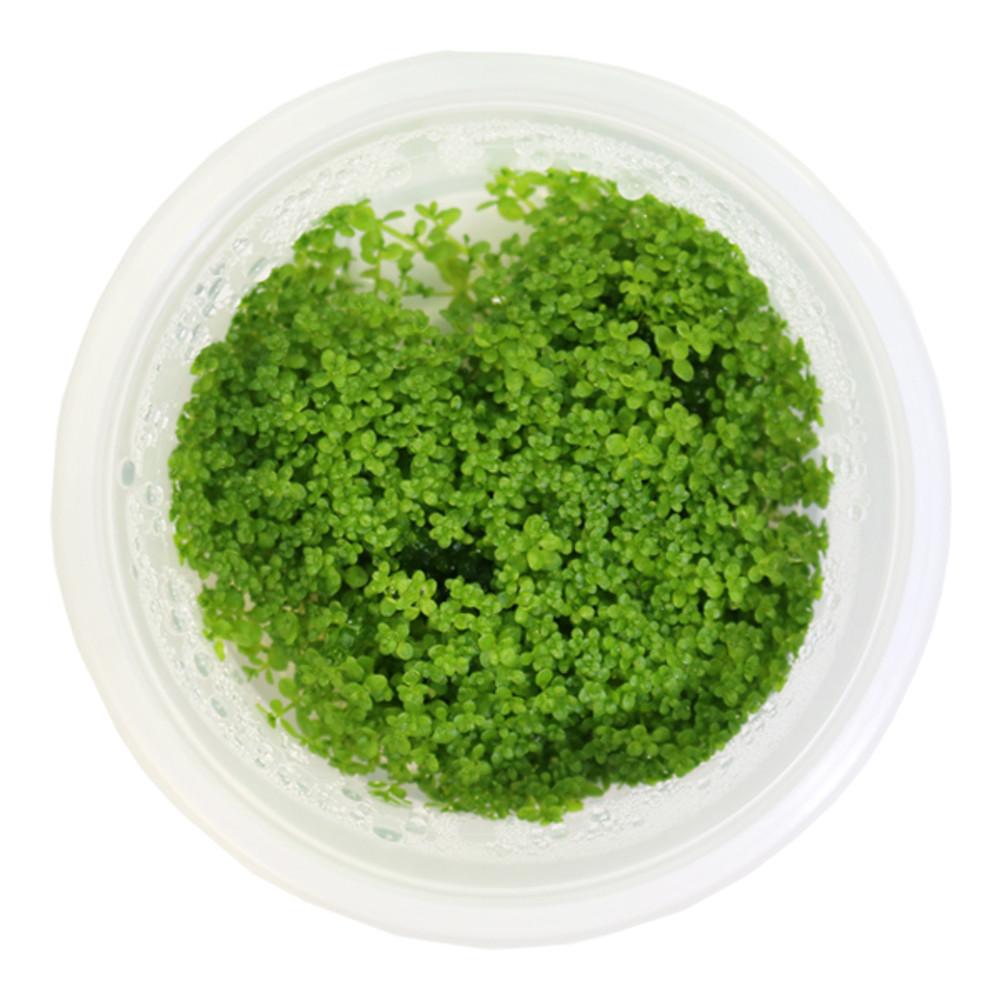 쿠바펄 무균조직배양수초/무균컵수초