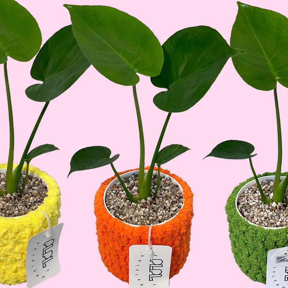 몬스테라 x PLPL POT /공기정화식물 키우기쉬운식물 플랜테리어