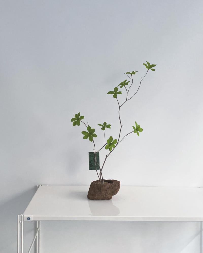 [오브제] 엔카이셔스 일본철쭉나무 화산석 화분 세트