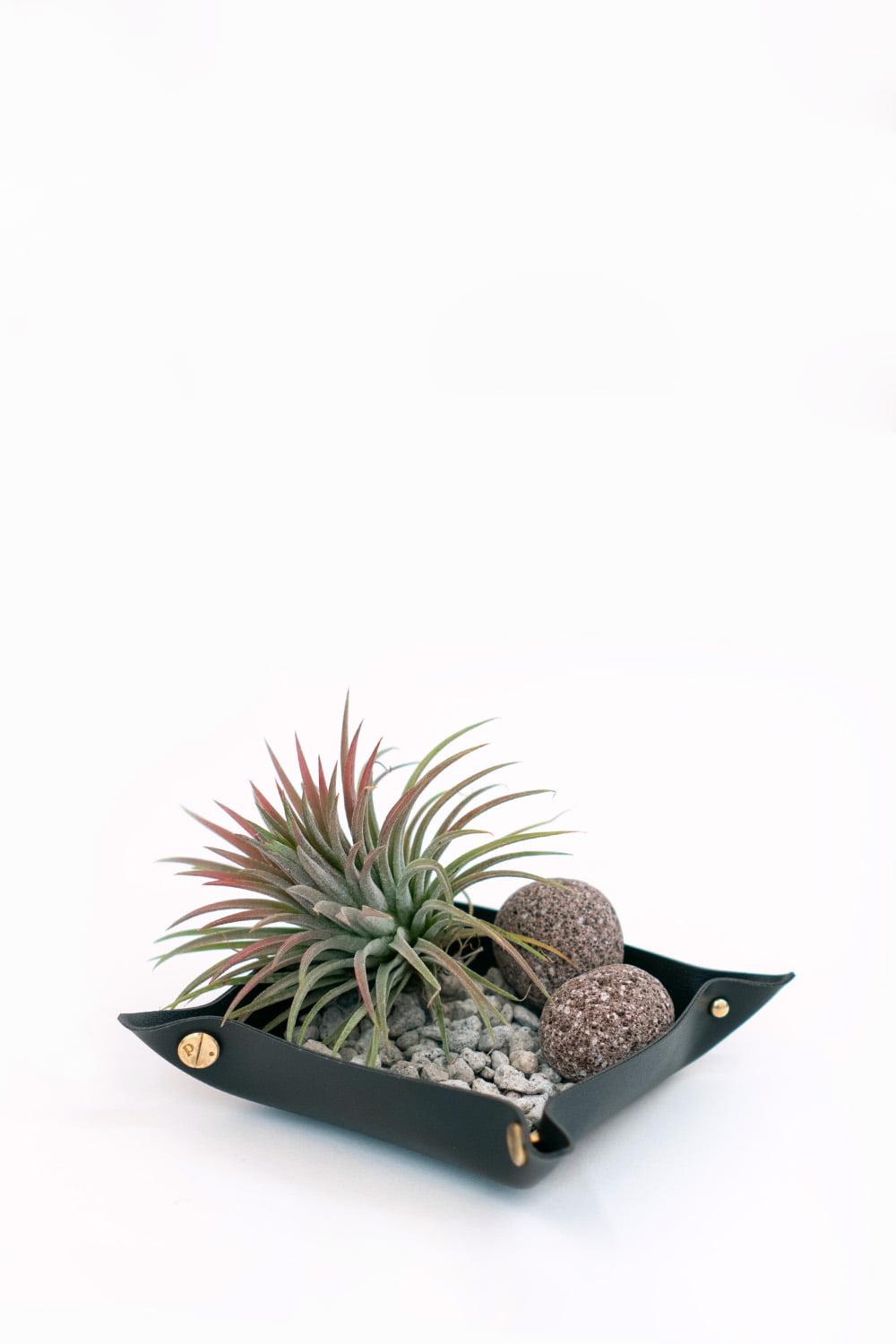 팟트레이(레더) + 틸란드시아 이오난사