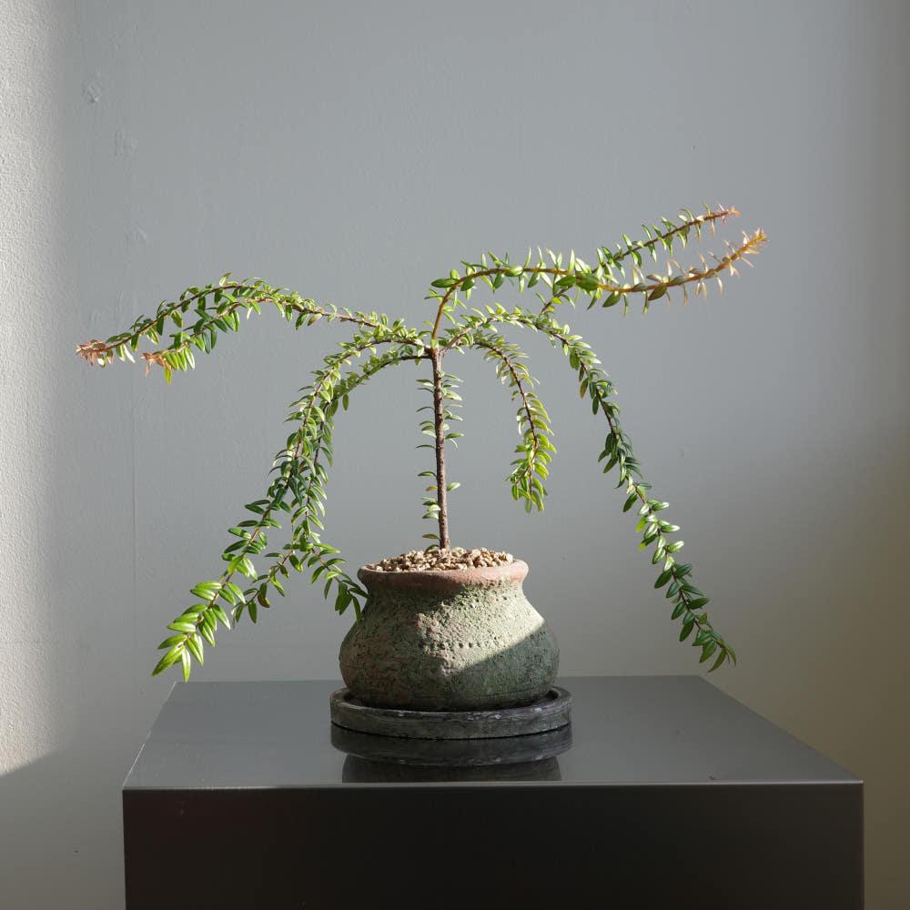 히말라야의 등불 (Agapetes serpens) 빈티지 그린 자 11cm 받침