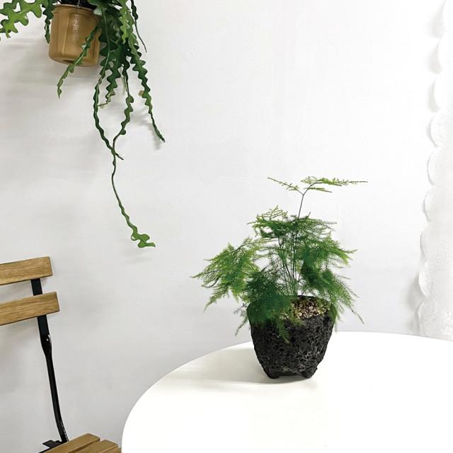 따스한정원 감성플랜테리어 멋스러운 분위기연출 아스파라거스 세타세우스 나누스