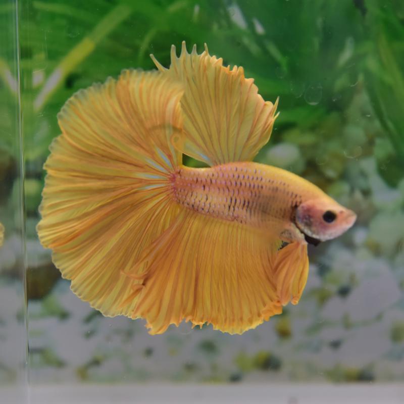 [444] 하프문 베타 숫컷 [사진촬영실물]