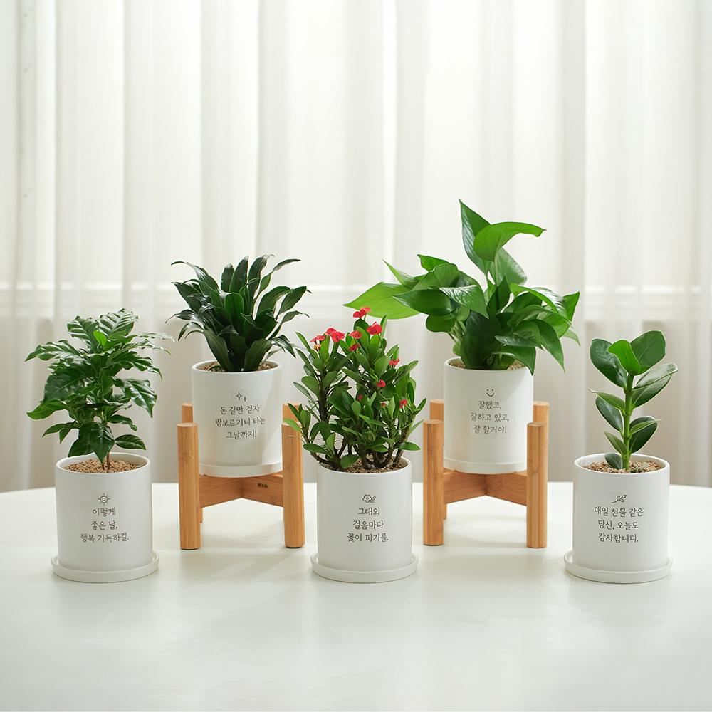 [개업/승진/집들이/축하/감사] "마음을 담아" 메세지 화분 인기식물 13,800원 모음전