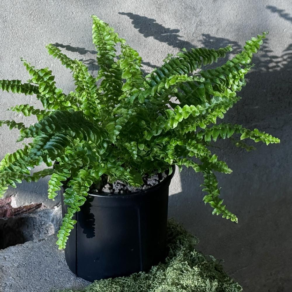 보스턴 고사리 행잉 플랜트 키우기 쉬운 식물 플라스틱 화분