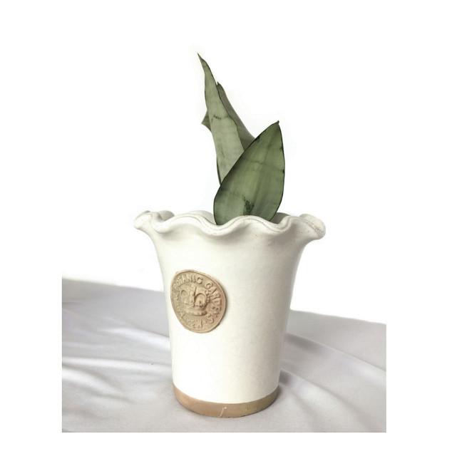 Kew 바삭바삭 파이폿 영국왕립식물원 큐가든 인테리어 화분 도자기