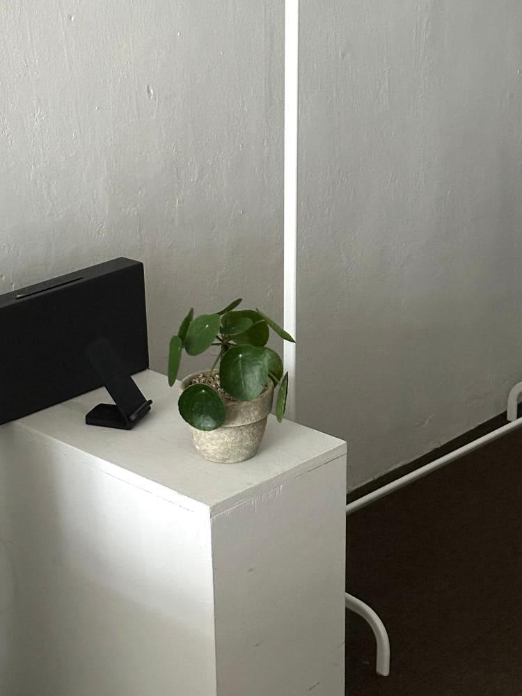 필레아페페 키우기 쉬운 식물 빈티지화분 플랜테리어