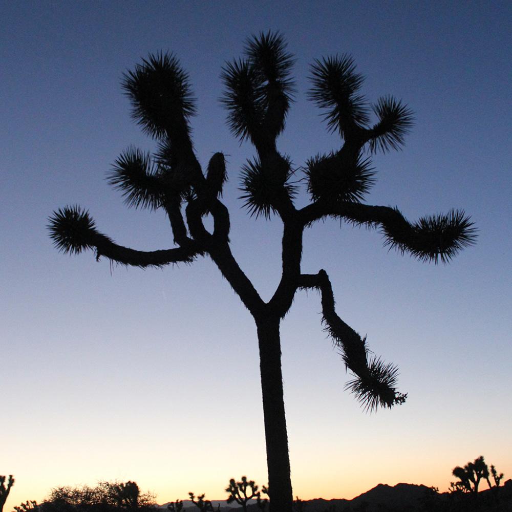 캑터스 호텔 포스터