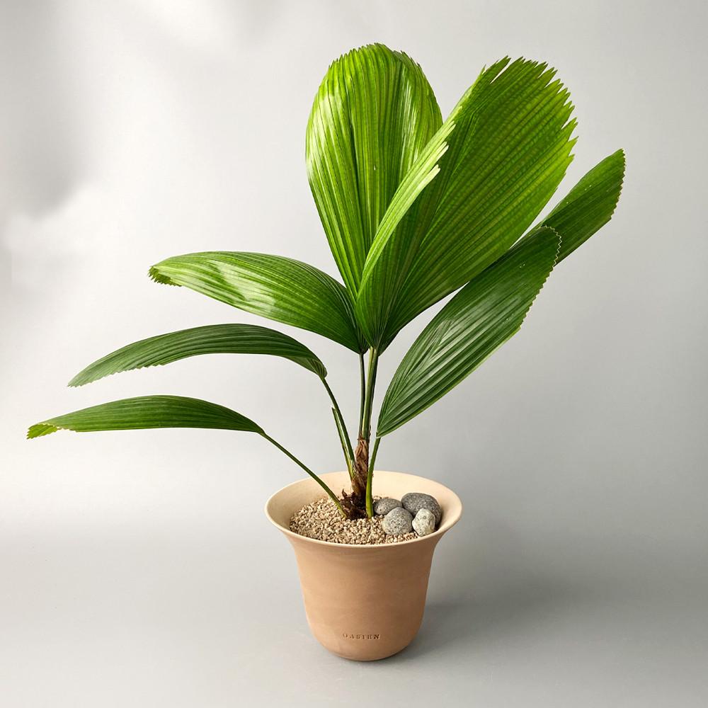 부채야자 중대품 - 부채처럼 펼쳐지는 잎이 아름다운 싱그러운 야자