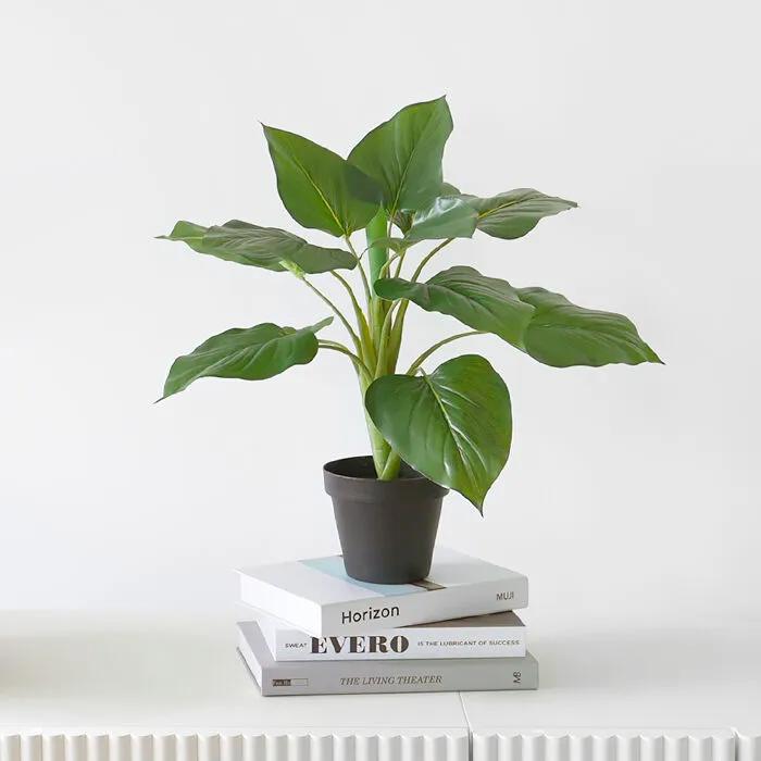 알로카시아 블랙 pot(50cm)