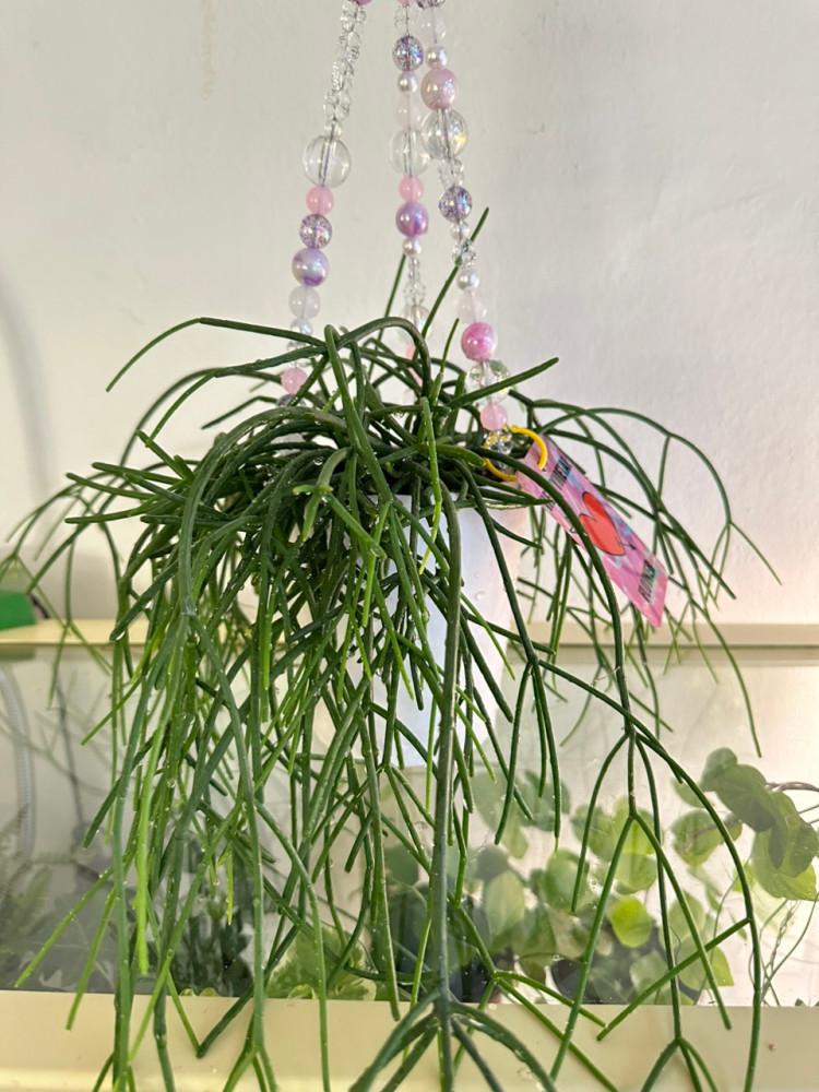 비즈행잉립살리스화이트 동일품