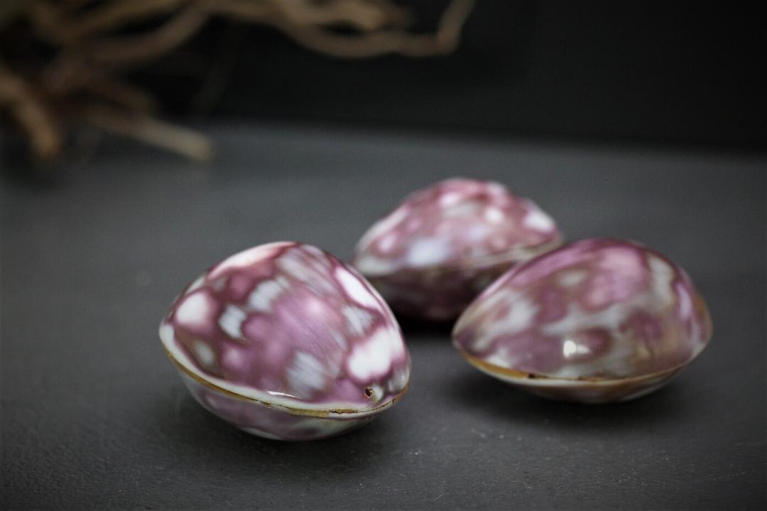 미니 조개 수집품 클램쉘 천연조개 껍질 여름 촬영소품 장식품