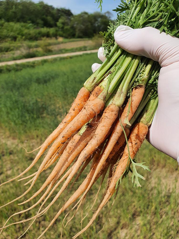 미니당근 (베이비당근 잎 달린 당근) 데코레이션 [원산지:국산(충청남도 홍성군)]