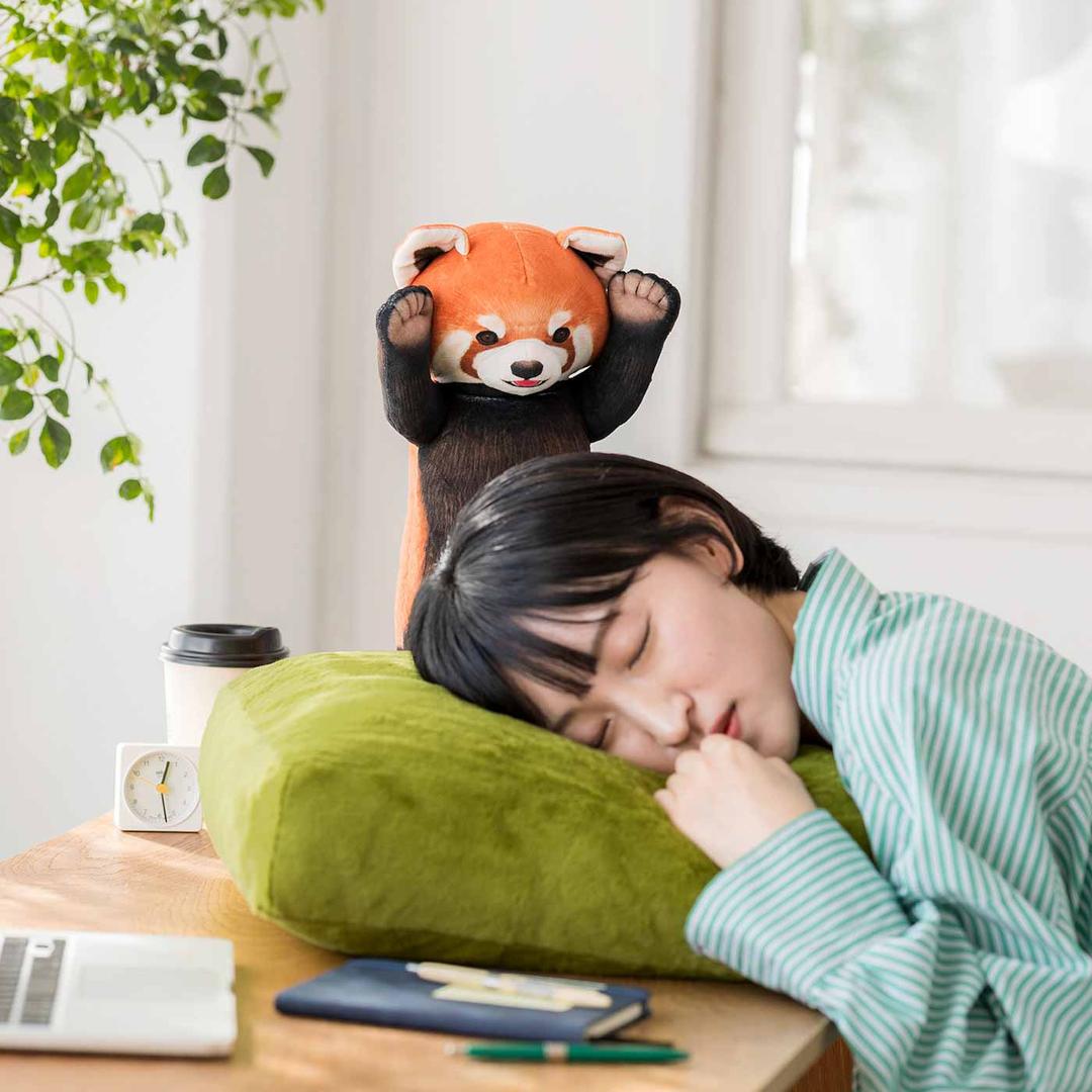 「このプレッシャーに耐えられるかな……？」レッサーパンダの威嚇で寝すぎを防止！？。YOU+MORE!［ユーモア］YOU+MORE!［ユーモア］