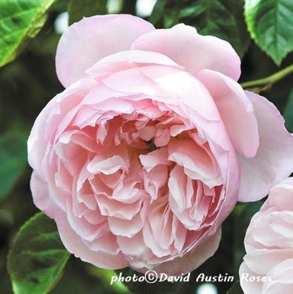 영국장미/더 제너러스 가드너(The Generous Gardener)/데이비드오스틴장미(David Austin Rose)/덩굴