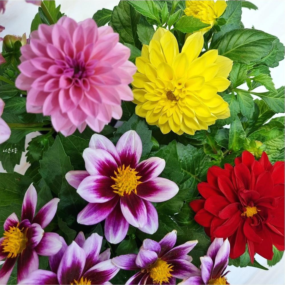 다알리아 화분 구근식물 꽃 나무 분재 화초 야생화 생화 봄꽃 키우기