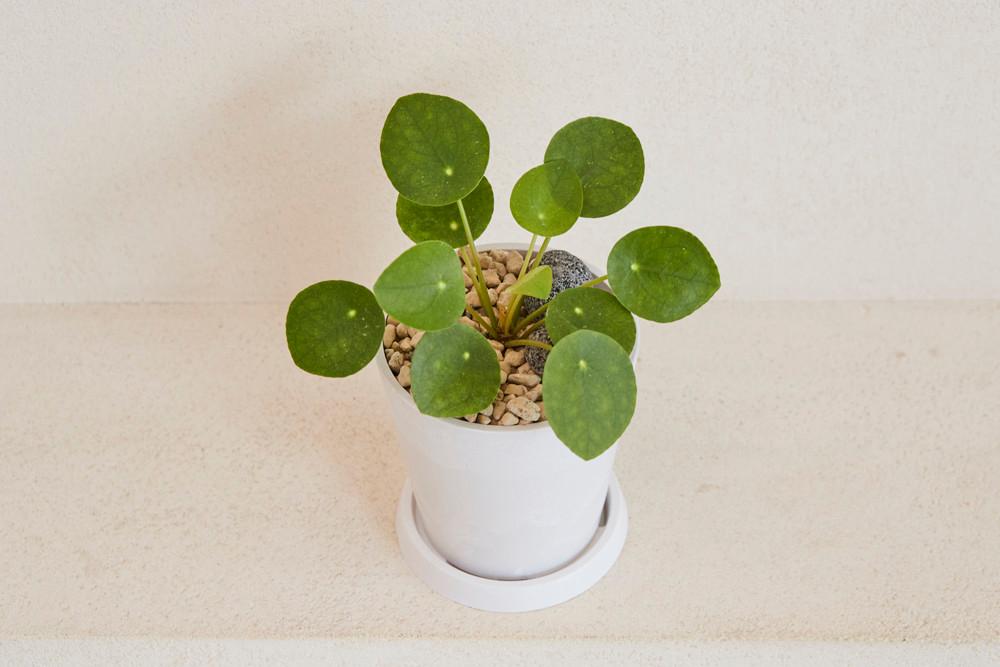 필레아페페 실내음지 공기정화식물화초 인테리어거실화분 실내키우기쉬운 반려식물종류 플랜테리어