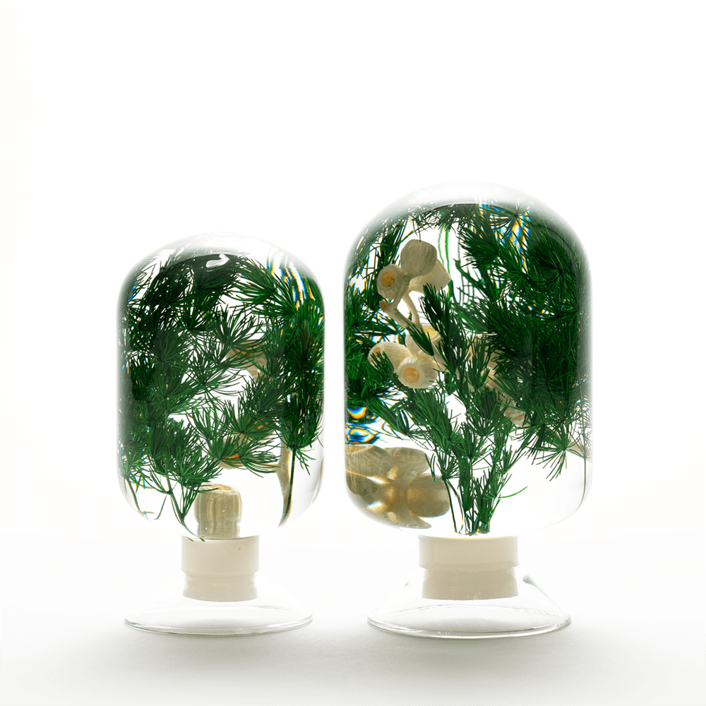 [피스오브타임] 소나무 숲