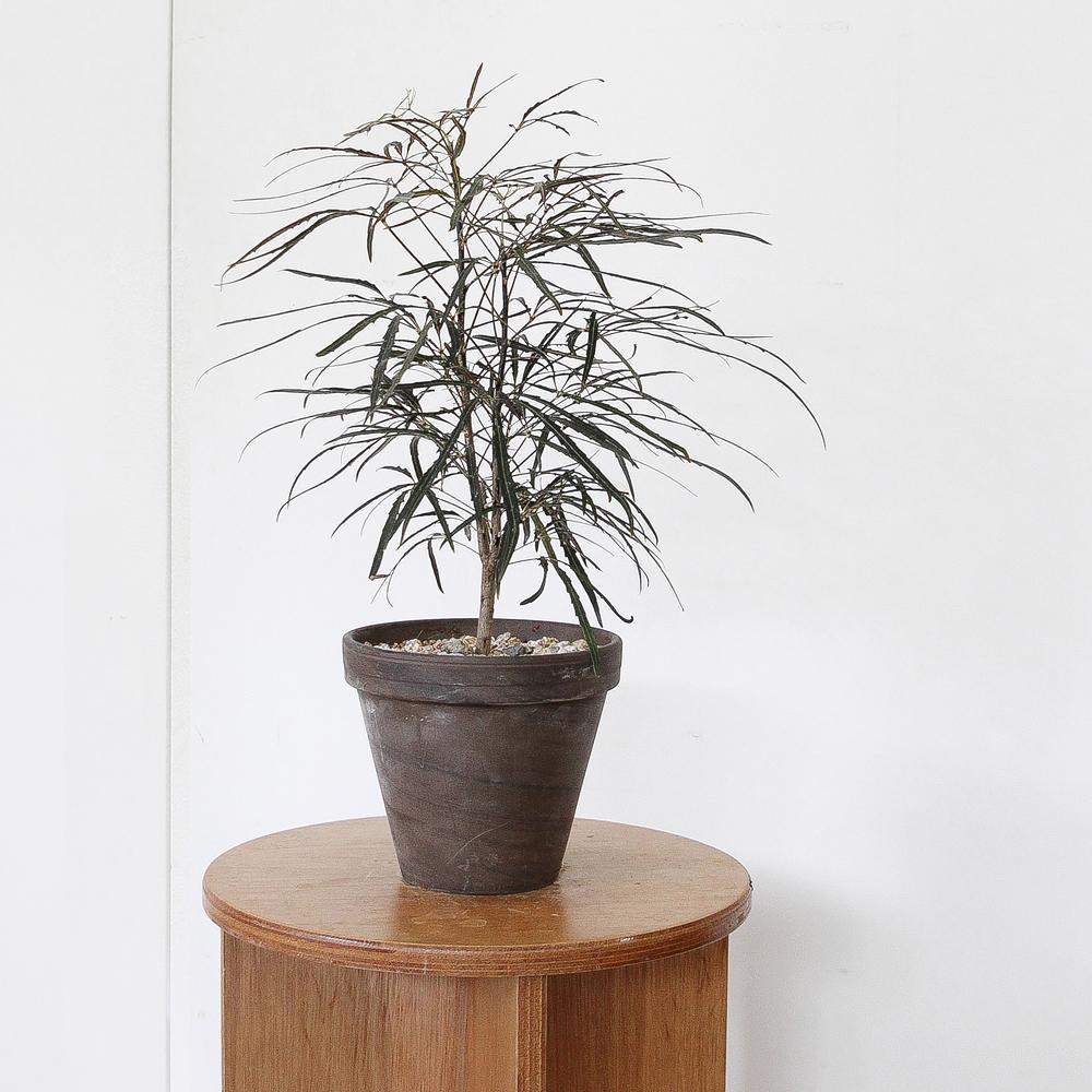 키우기쉬운 감성 인테리어식물 플랜테리어 아랄리아 (중품)