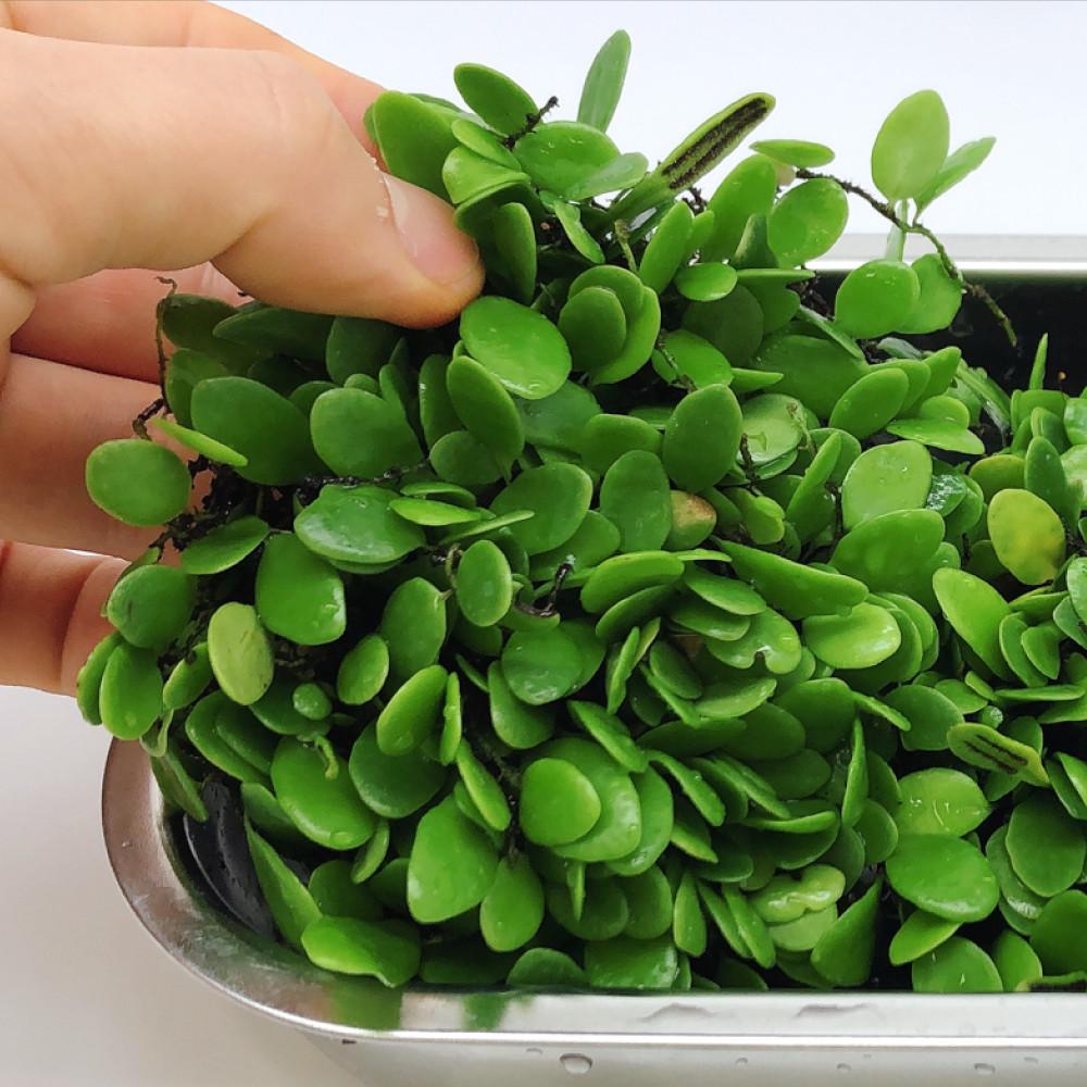 콩자개덩굴 석부작 이끼 테라리움  식물