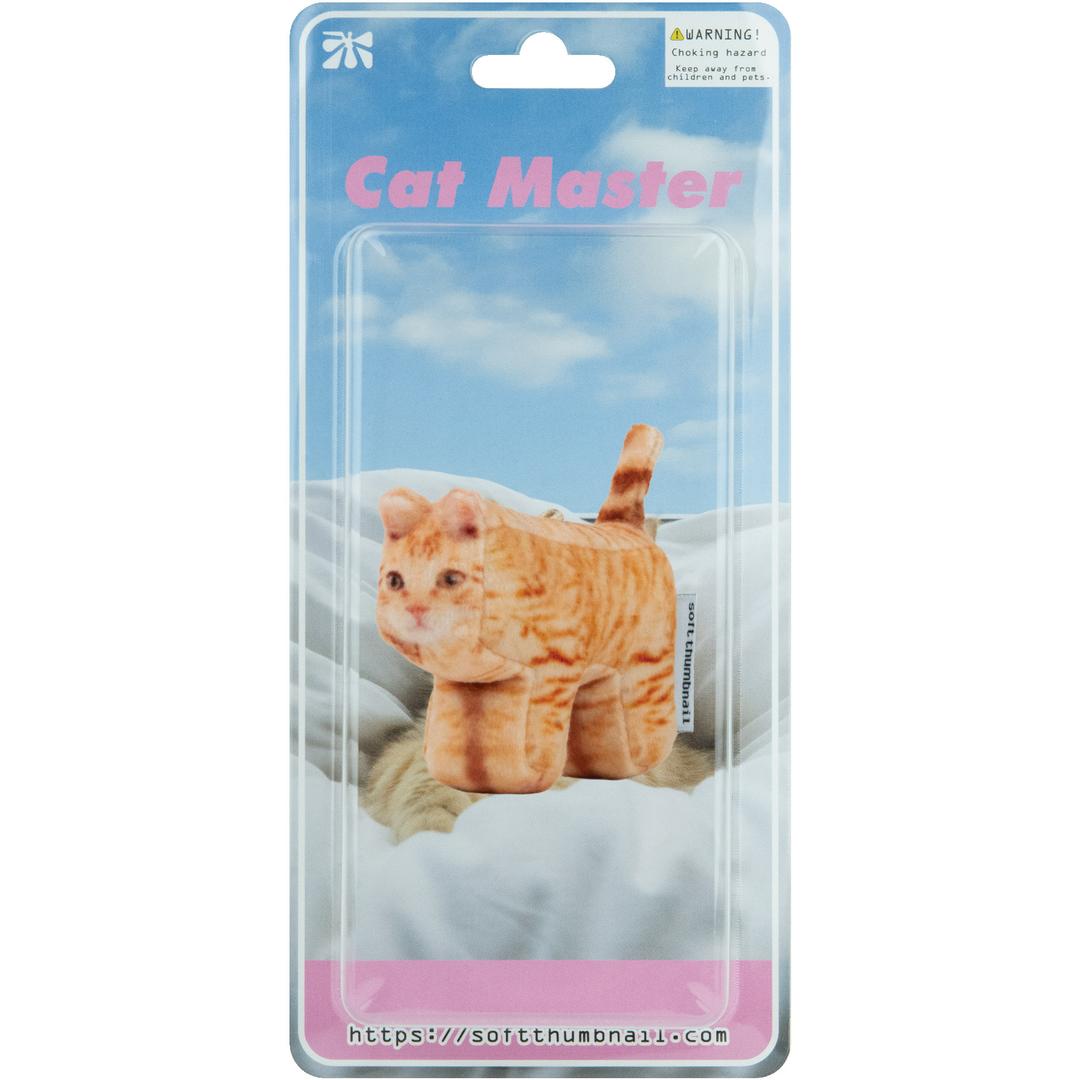 Cheese, Domestic Shorthair