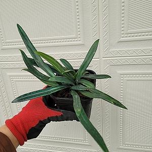 오일펀고사리   블루펀  청광일여