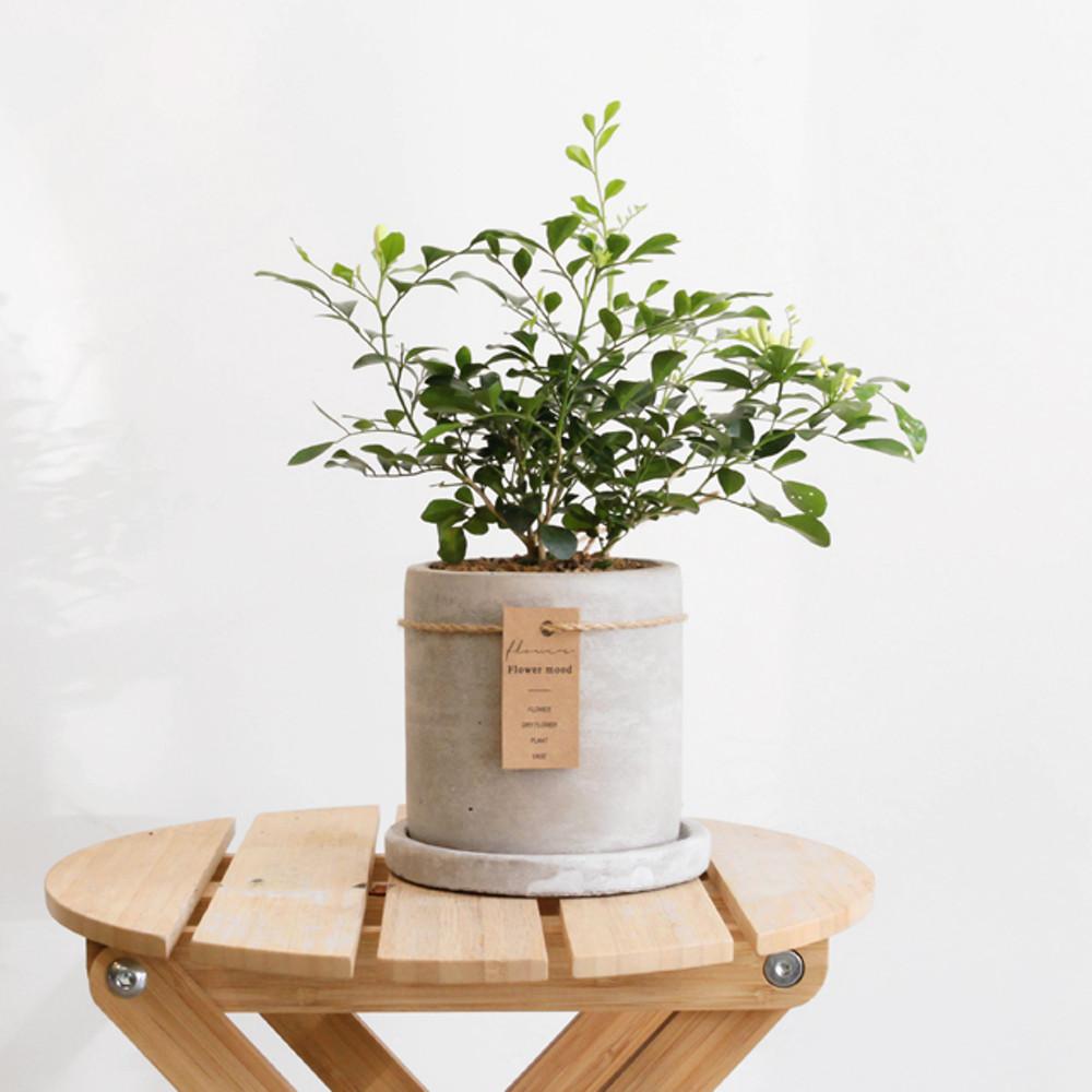 공기정화식물 오렌지쟈스민