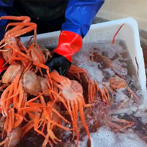 역대급 대란♨ [선주직판] 박달급 홍게