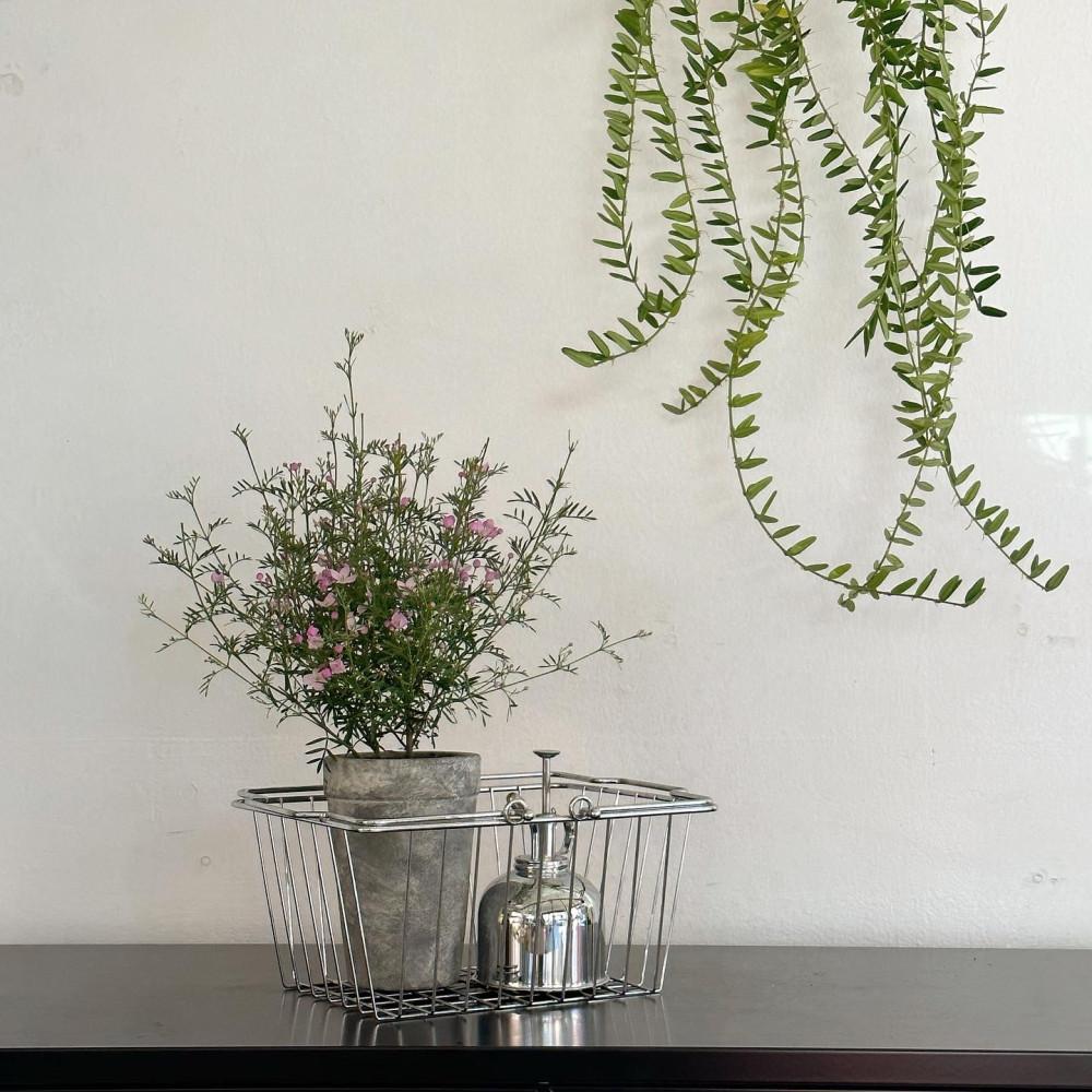 봄꽃 핑크 보로니아 피나타 인테리어 식물 플랜테리어