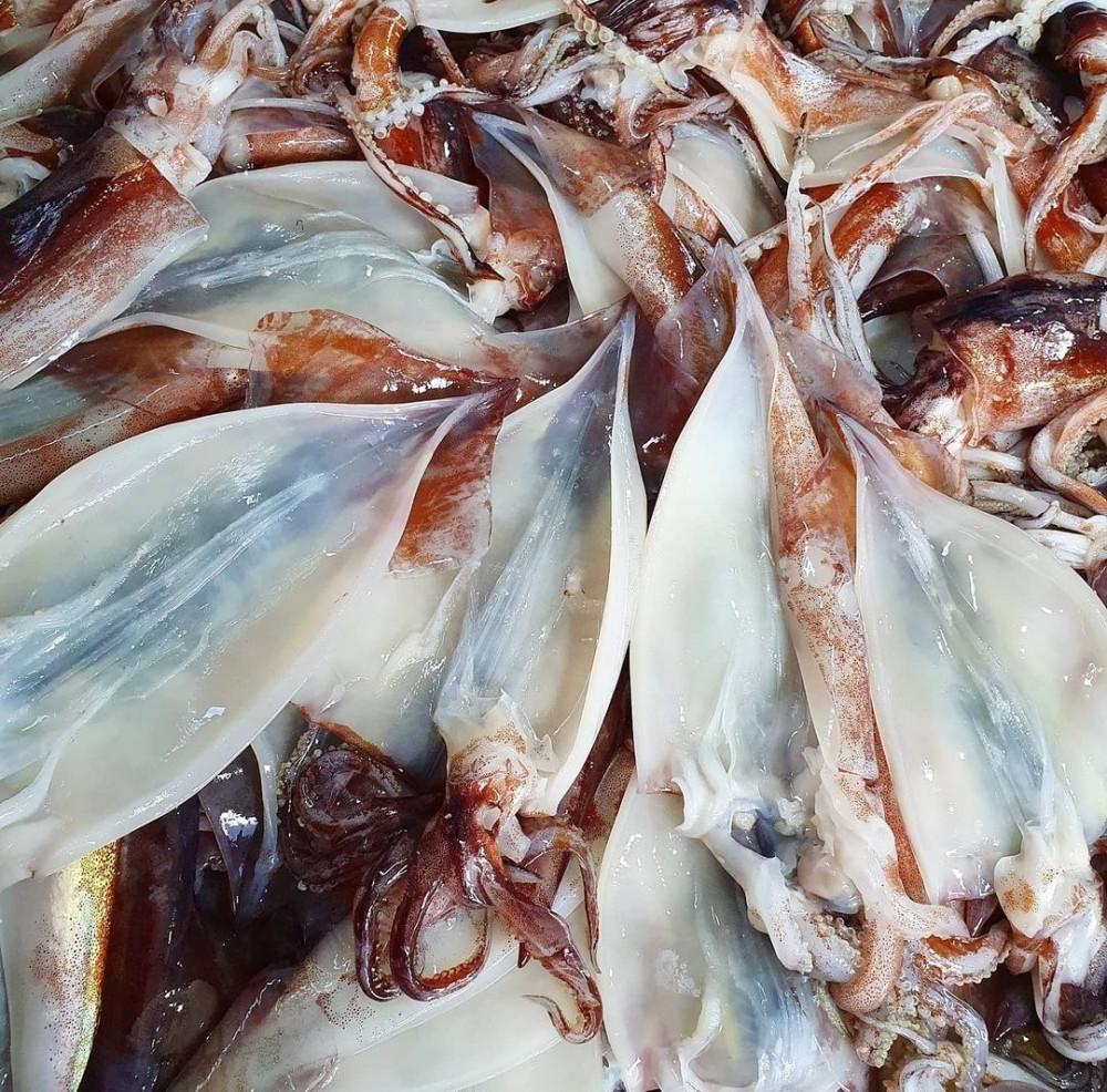 동해 영덕 손질오징어 1kg 국내산 통오징어 오징어알 생물 절단 물 오징어 무늬오징어