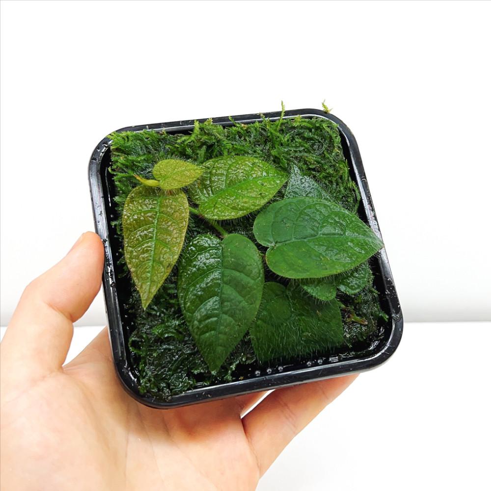 ADA 피커스 빌로사 정글플랜츠 희귀식물 팔루다리움 테라리움