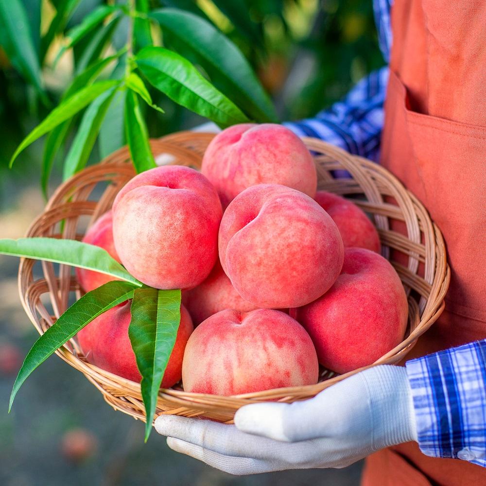 아삭한 딱딱이 복숭아 4kg 15-16과 품평회 대상수상