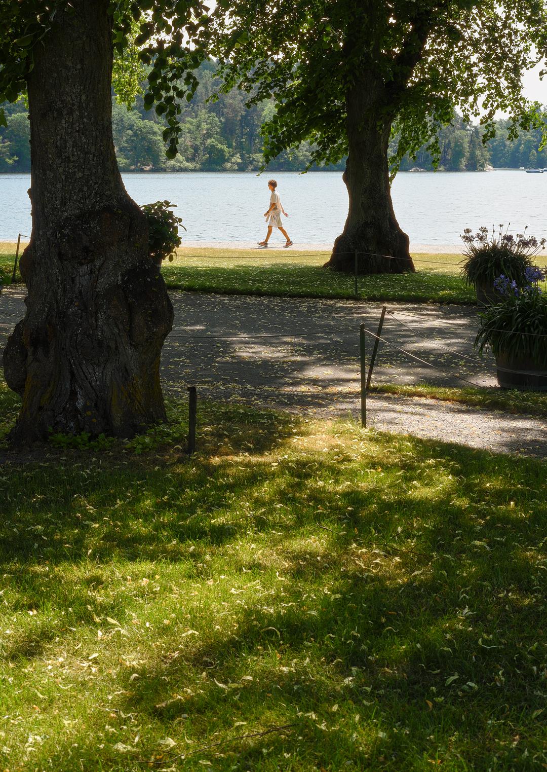 [New] Forest, Sweden #1