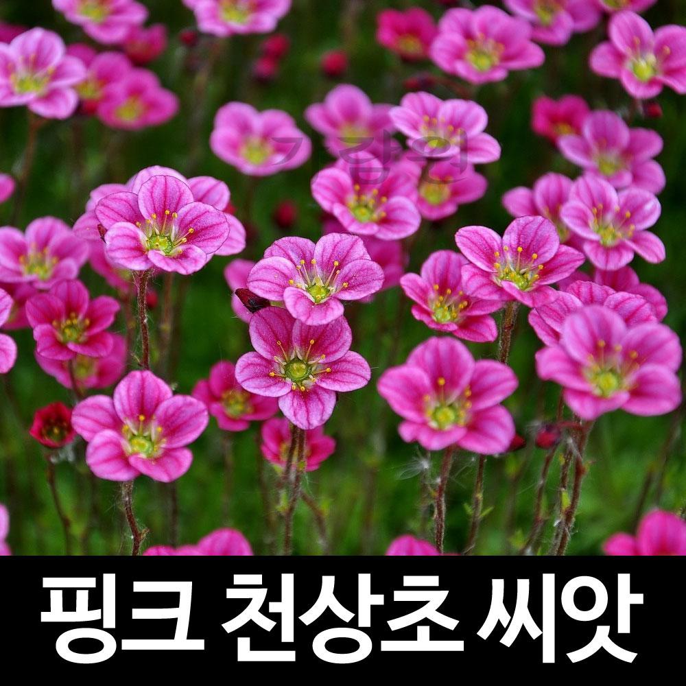 핑크 천상초 씨앗 운간초 종자 바위치 지피식물 ( saxifraga arendsii seeds 100알 )