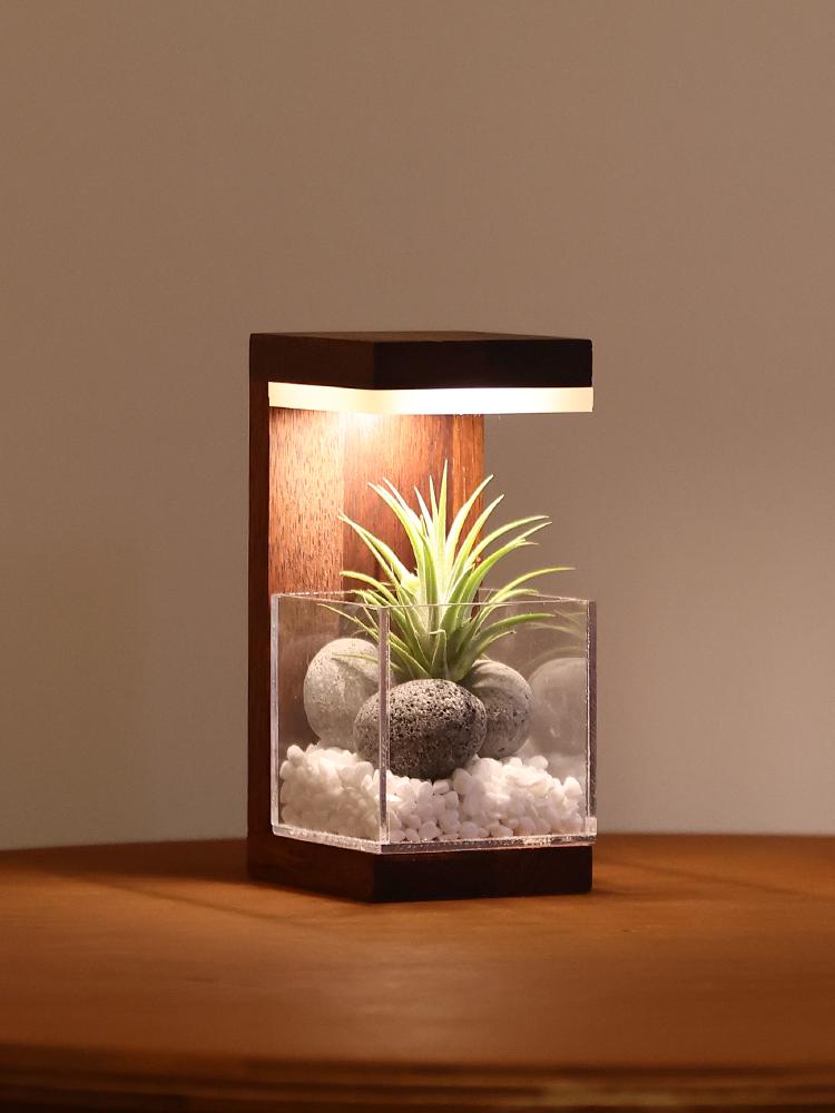 원목 플랜테리어 식물 LED 무드등 집들이 선물