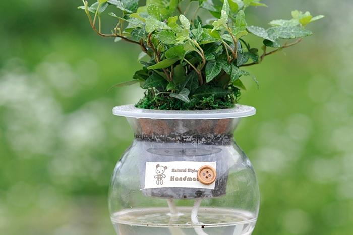 아이비_옥돌 어항글라스 수경재배식물