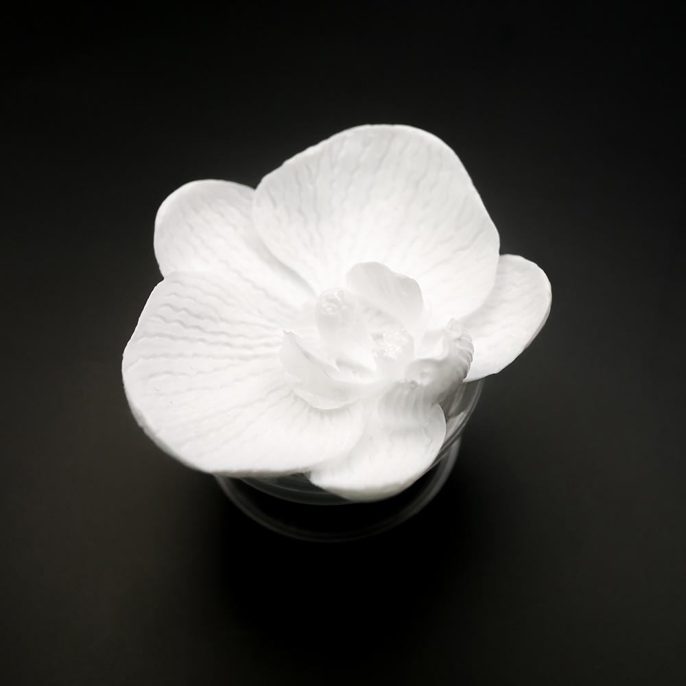 Orchid Tok_ White