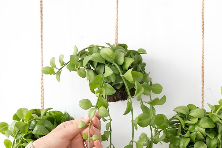 디시디아 행잉플랜트