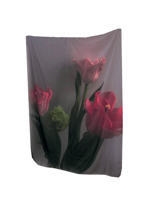 Tulipa
