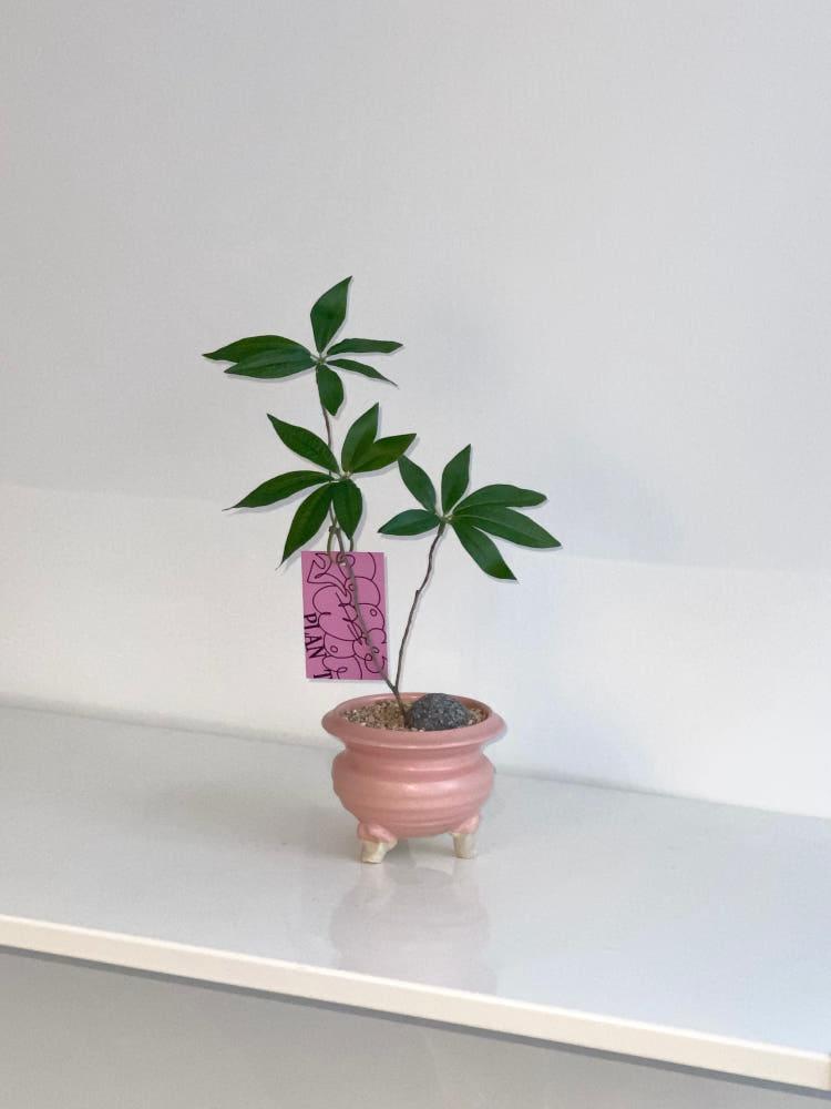 [오브제] 파키라 리얼트리 연핑크 도기화분 세트