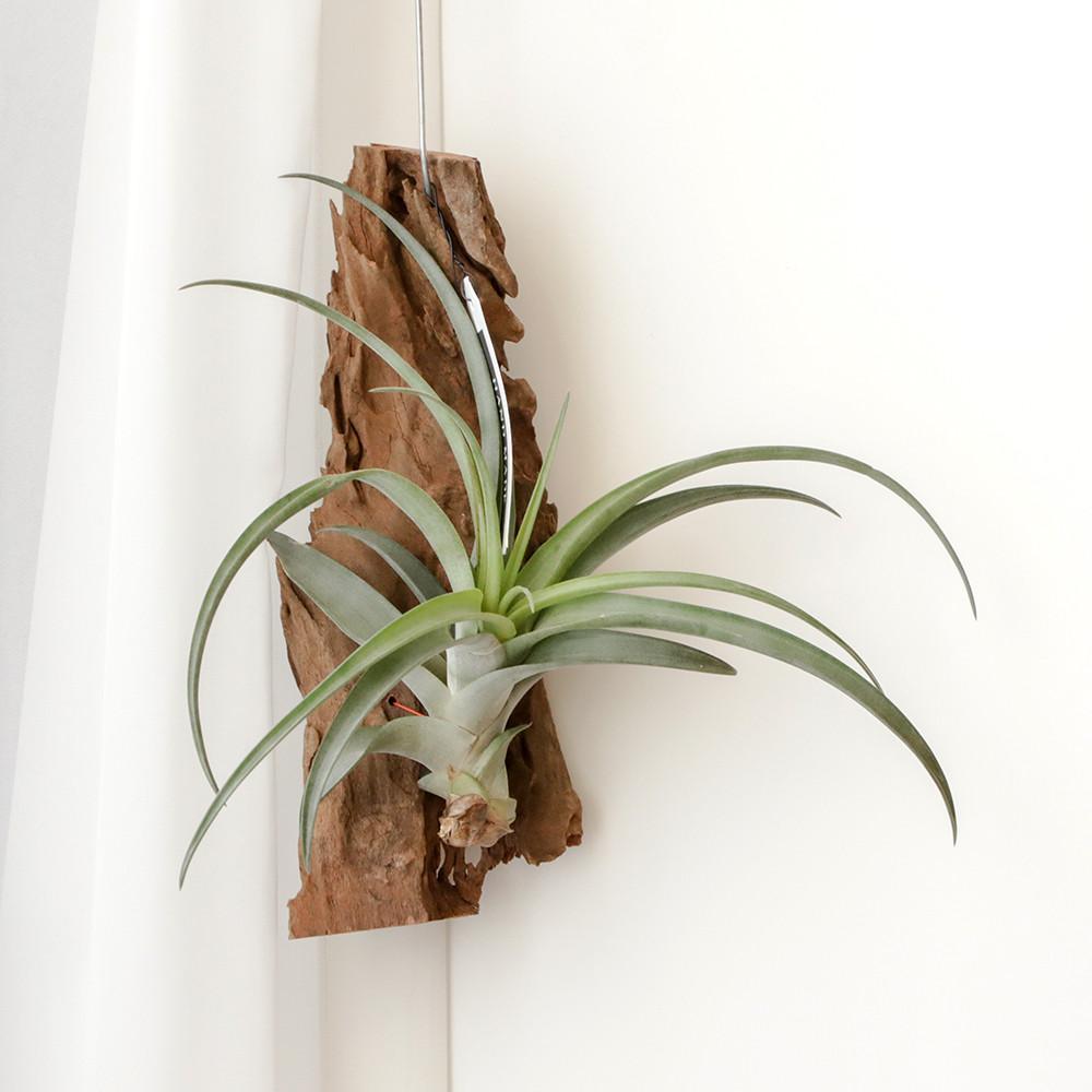 먼지먹는 실내공기정화 고목 콘콜라 행잉 플랜트 식물 인테리어 플랜테리어